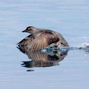Cassin's Auklet